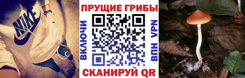 где продают   Няндома  Псилоцибиновые грибы мухоморы 